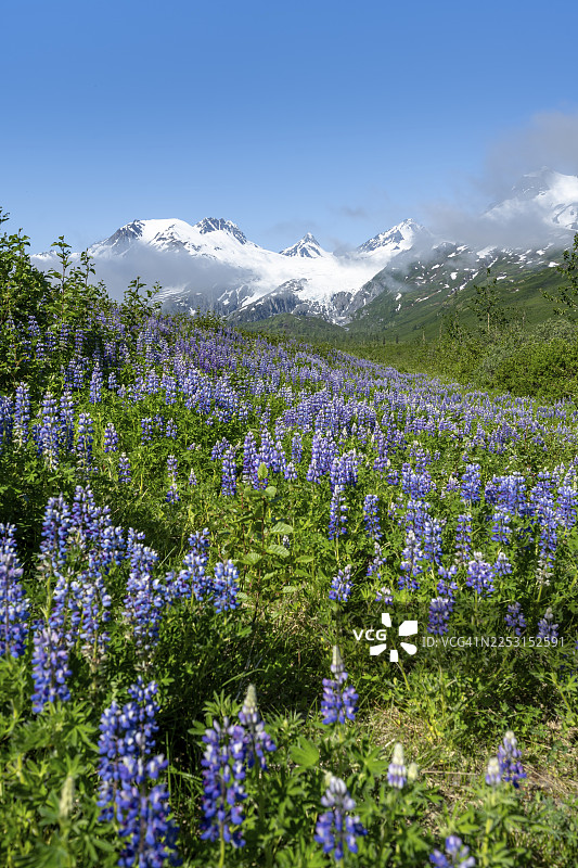 阿拉斯加育空地区育空高速公路上的风景画，盛开的北极羽扇豆（Lupinus nootkatensis），背景是冰川覆盖的山峰沃辛顿冰川，楚加奇山脉，阿拉斯加，美国图片素材