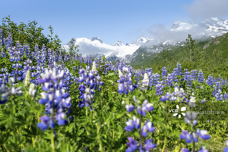 阿拉斯加育空地区育空高速公路上的风景如画的景色,盛开的阿拉斯加羽扇豆(Lupinus nootkatensis),背景是带有沃辛顿冰川(Worthington Glacier)的山峰,位于楚加奇山脉(Chugach Mountains),阿拉斯加,美国图片素材