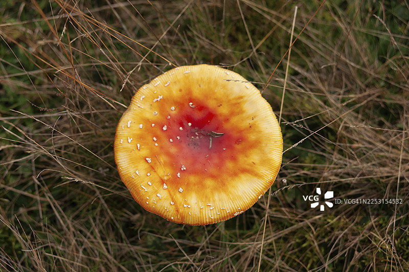 毒蝇伞（Amanita muscaria），森林边缘，荷兰格罗宁根省韦斯特沃尔德市特博尔格图片素材