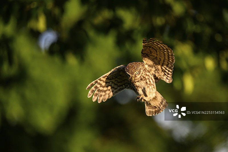 小鸱鸮（Athene noctua），濒危物种，猫头鹰，飞行，条顿堡森林，奥斯纳布吕克地区，下萨克森，德国图片素材
