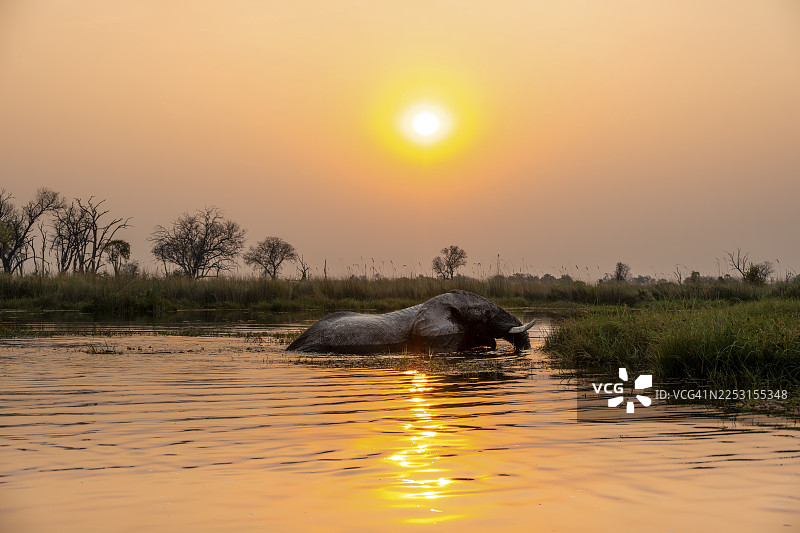 非洲象（Loxodonta africana）在博茨瓦纳莫雷米保护区奥卡万戈三角洲的Xakanaxa泻湖的沼泽中游泳，时值日落图片素材