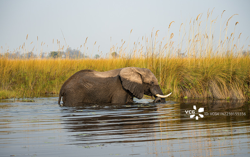 博茨瓦纳莫雷米保护区卡卡纳卡泻湖沼泽中的非洲象 (Loxodonta africana)图片素材