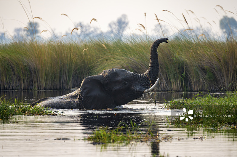 非洲象(Loxodonta africana)在沼泽中游泳,象鼻高举,位于博茨瓦纳莫雷米保护区卡卡纳卡泻湖图片素材