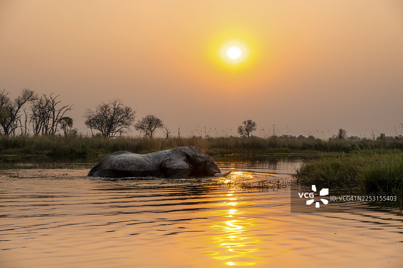 非洲象(Loxodonta africana)在博茨瓦纳莫雷米保护区奥卡万戈三角洲Xakanaxa泻湖的沼泽中游泳,时值日落图片素材