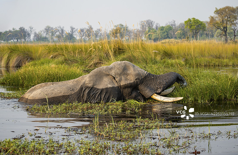 非洲象(Loxodonta africana)在沼泽中游泳、觅食,位于博茨瓦纳莫雷米保护区卡卡纳萨泻湖图片素材