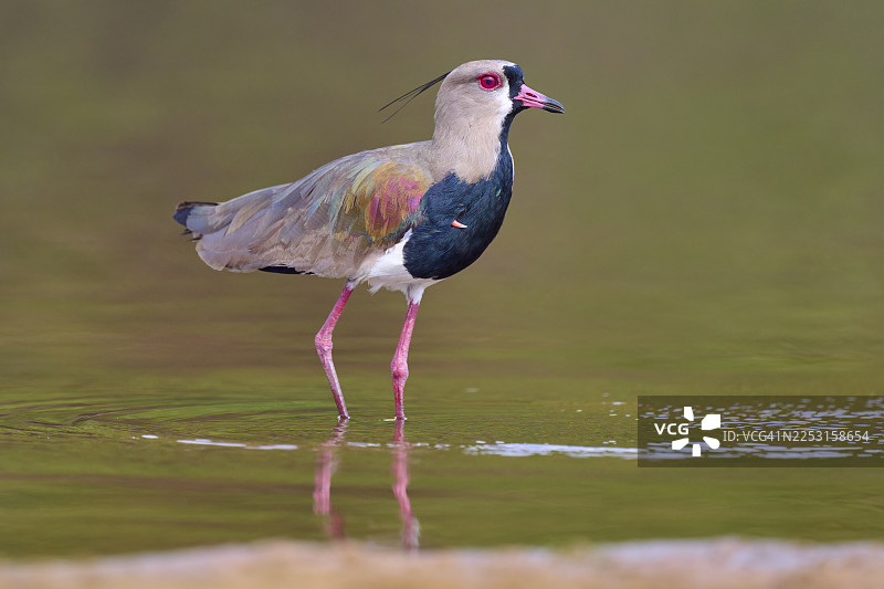 一只南方麦鸡（vanellus chilensis）直立在水中，有倒影，色彩鲜艳，周围是自然环境，位于巴西马托格罗索州潘塔纳尔的里奥内格罗，联合国教科文组织生物圈保护区。图片素材