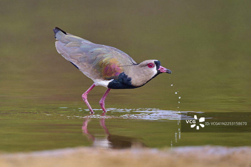 水岸边一只羽毛色彩鲜艳、姿态安详的凤头麦鸡，其学名为Vanellus chilensis，摄于巴西马托格罗索州潘塔纳尔的黑河流域，该区域是联合国教科文组织生物圈保护区。图片素材