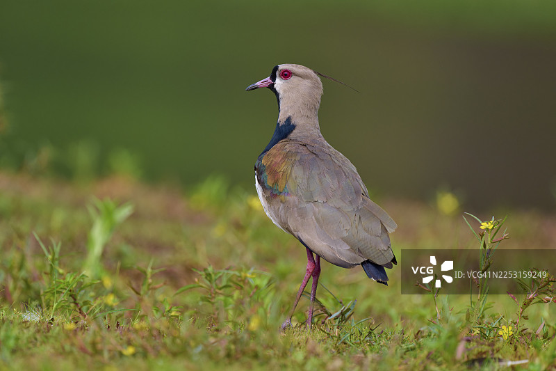 一只南方凤头麦鸡（Vanellus chilensis）站立在绿色草地上，背景可见天空，位于巴西马托格罗索州潘塔纳尔联合国教科文组织生物圈保护区里奥内格罗图片素材