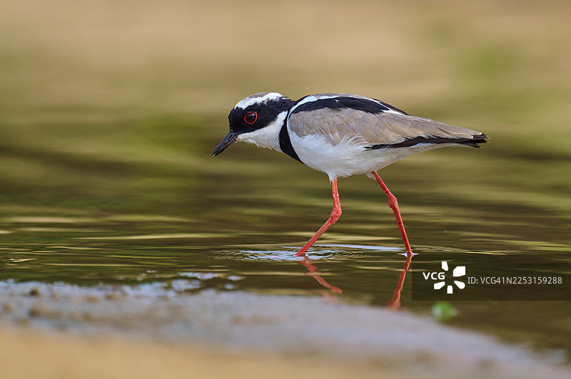 红腿鸟在沙地上浅水中阔步，凯宴麦鸡（Vanellus cayanus），内格罗河，泛塔纳尔，联合国教科文组织生物圈保护区，南马托格罗索州，巴西图片素材