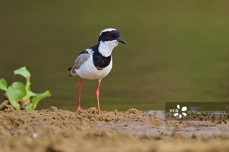 一只鸟站立在潮湿的地面上，周围环绕着水生植物，卡宴凤头麦鸡（Vanellus cayanus），内格罗河，泛泰纳尔湿地，联合国教科文组织生物圈保护区，马托格罗索，巴西图片素材