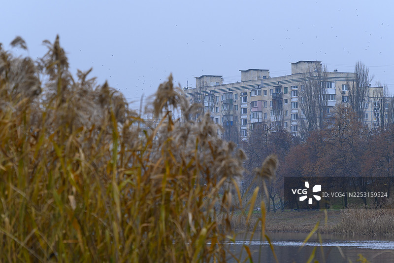 秋日湖畔芦苇丛后的城市公寓楼图片素材