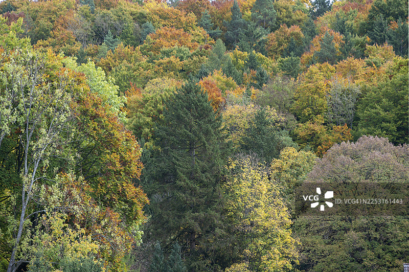 秋季混交林，哈普尔格，中法兰克尼亚，巴伐利亚，德国图片素材