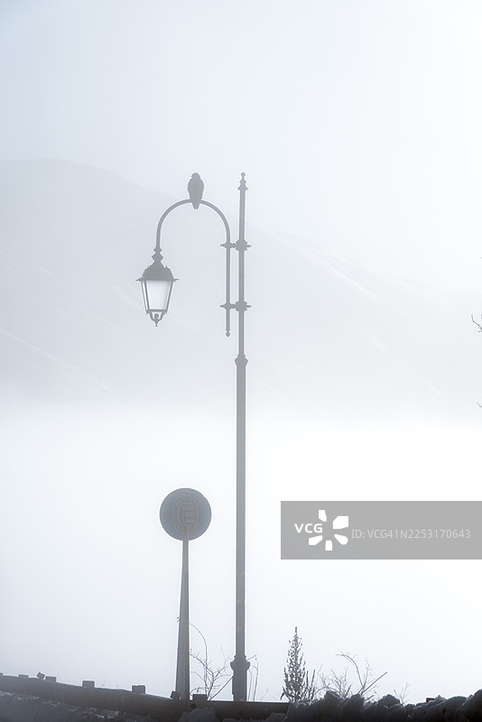 雾蒙蒙的黎明，一只乌鸦的剪影栖息在路灯上图片素材