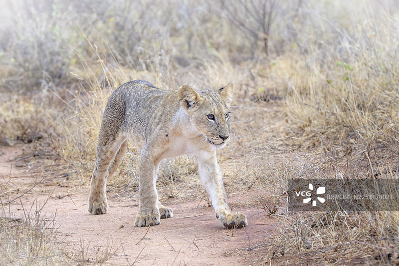 可爱的小狮子正走向镜头图片素材