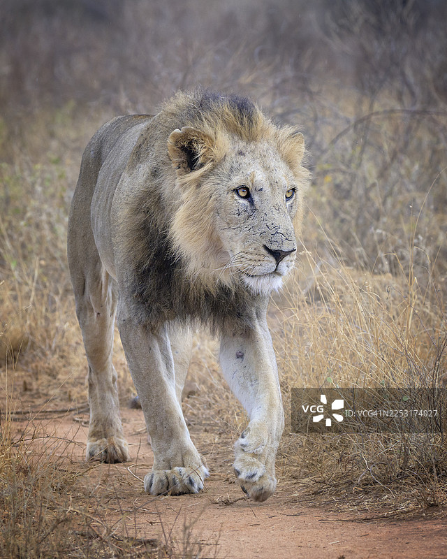 一头雄狮走向镜头，萨姆布鲁图片素材
