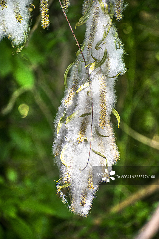 克里奥尔柳。学名：Salix humboldtiana。柳树的聚伞花序（葇荑花序）正在释放种子。阿根廷布宜诺斯艾利斯省蒂格雷。图片素材