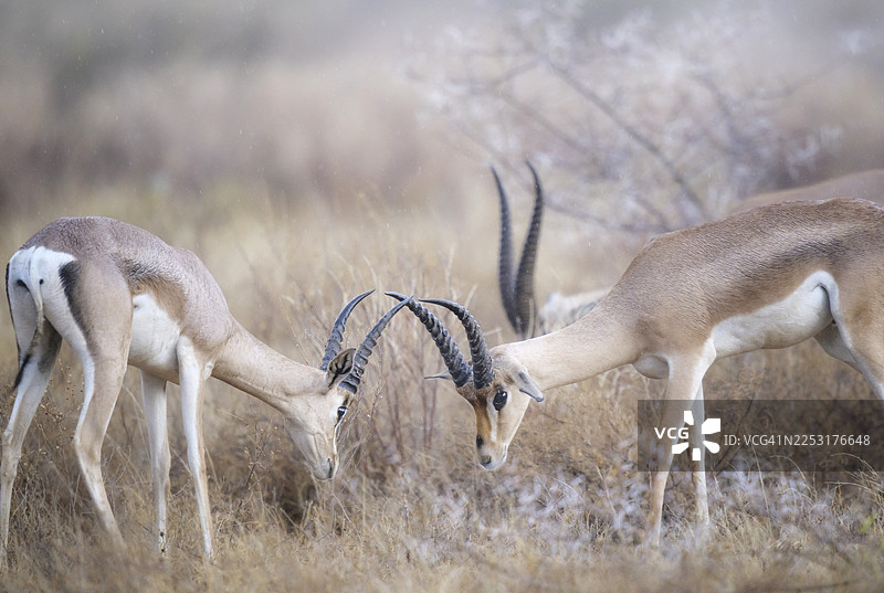 雄性格兰特瞪羚在比赛中对峙图片素材