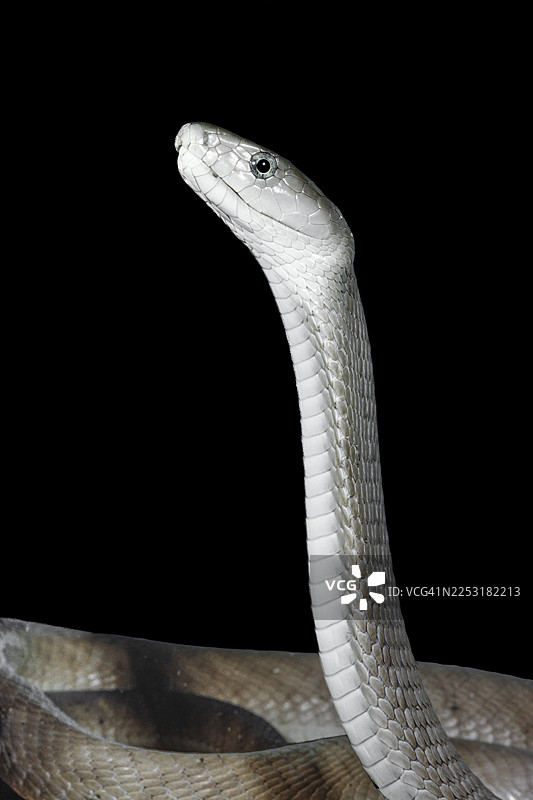 黑曼巴蛇在黑色背景上图片素材