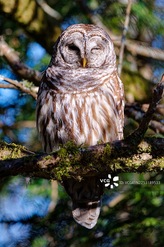 加拿大不列颠哥伦比亚省维多利亚市天鹅湖中，一只斑枭栖息在树上图片素材