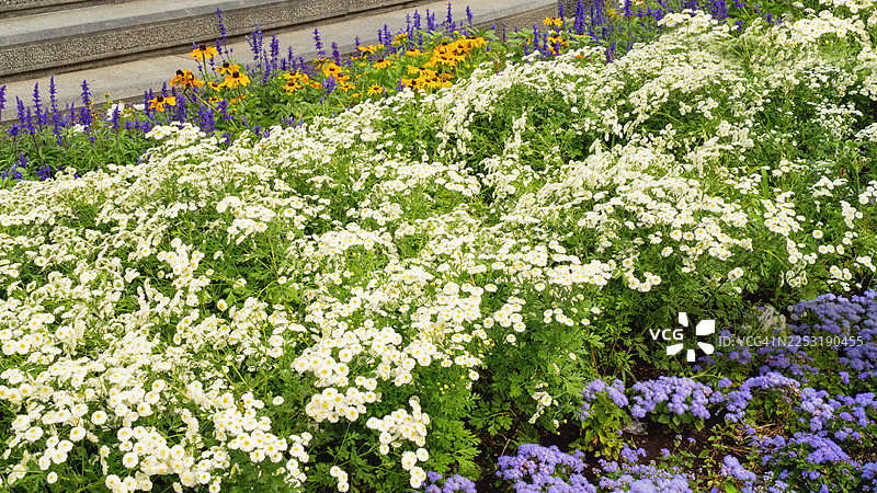 色彩鲜艳的花坛，开着白色、紫色和黄色的花朵图片素材