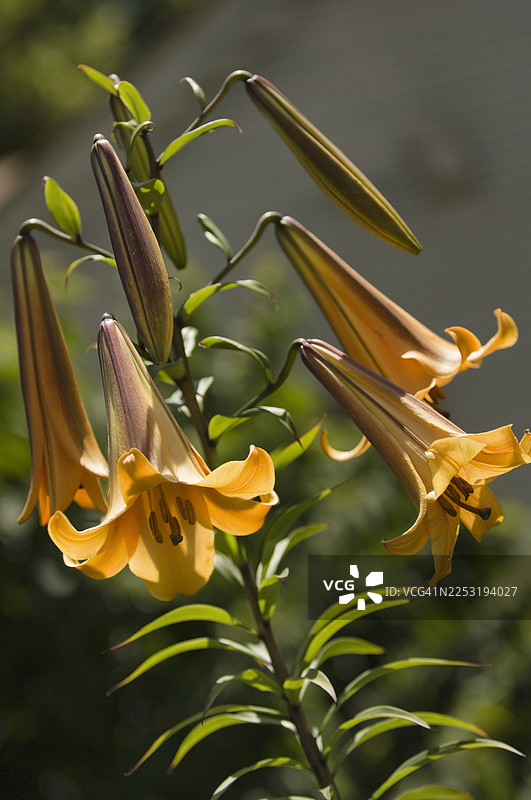 夏日花园里橙黄色中国喇叭百合花的特写。图片素材