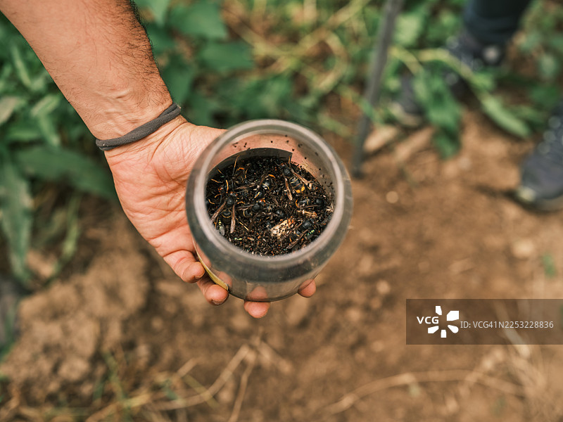 户外监测活动中用于盛放捕获昆虫的容器图片素材