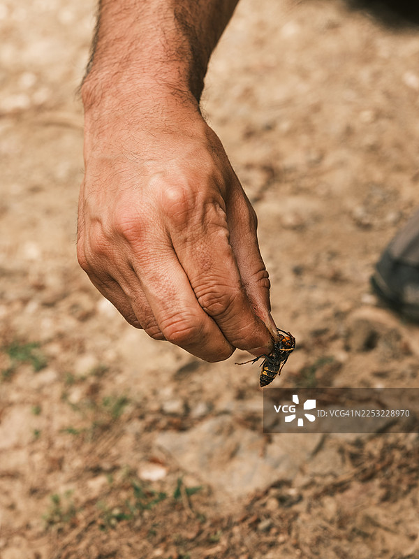 成人手在户外拿着亚洲胡蜂图片素材