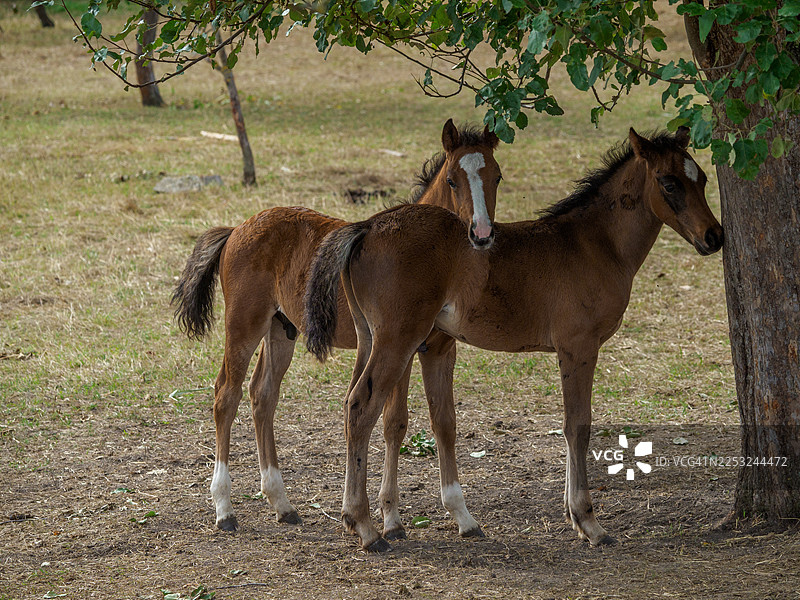 两匹小公马在玩耍图片素材