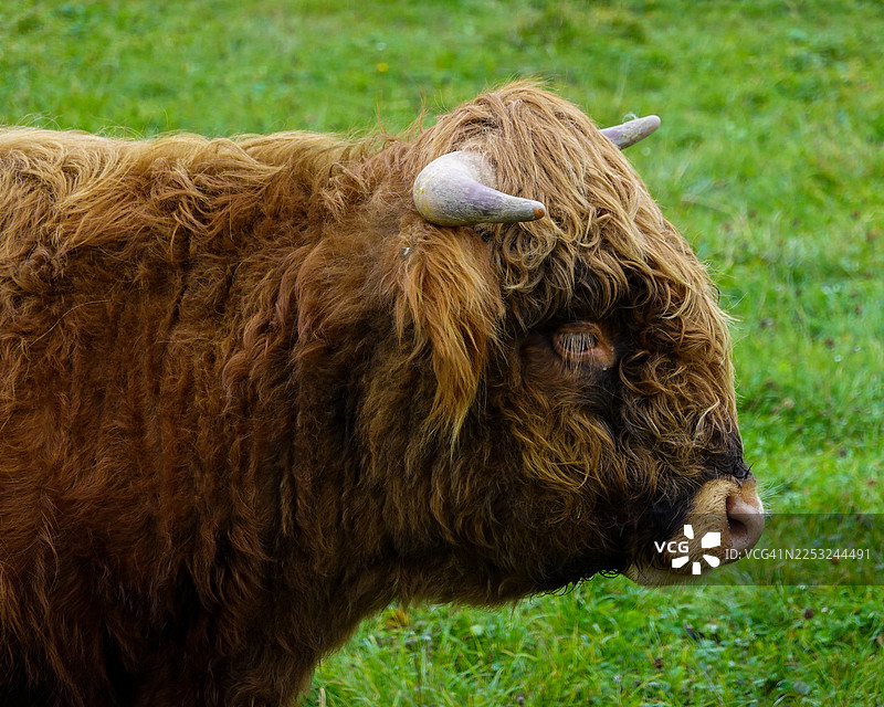 苏格兰高地牛在牧场图片素材