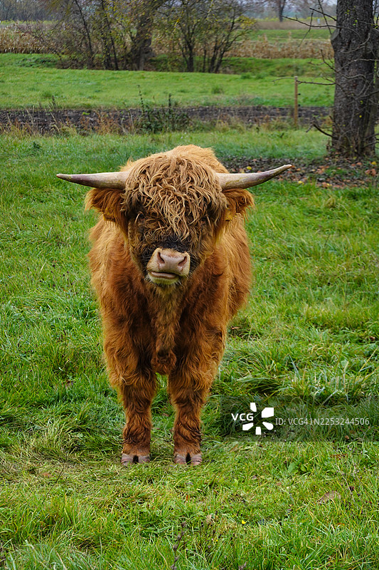 苏格兰高地牛在牧场里图片素材