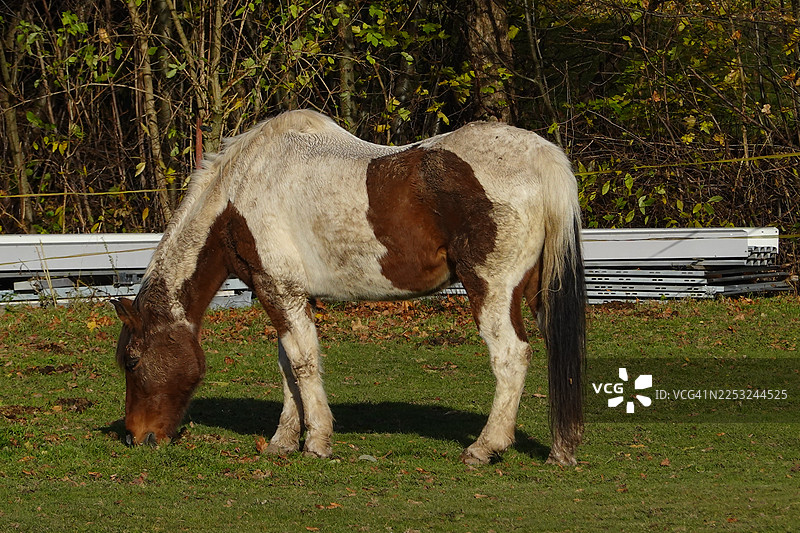 牧场里的佩恩马图片素材