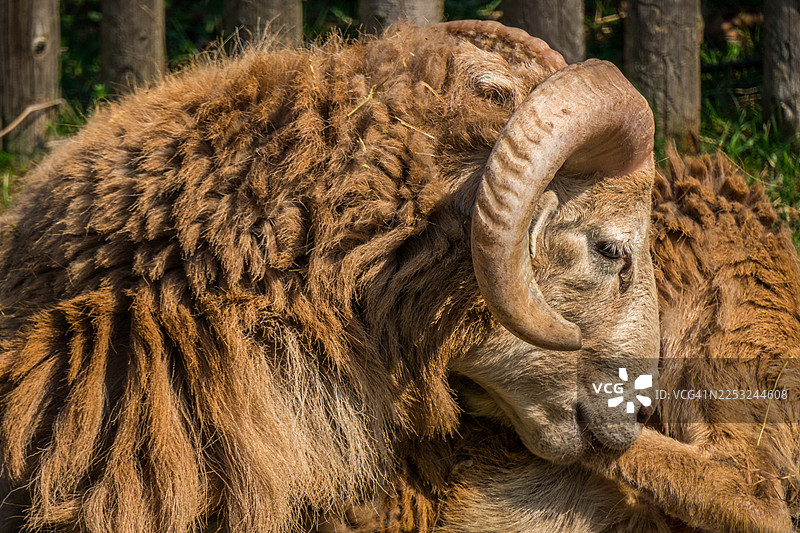 牧场中的雄性斯库德羊图片素材