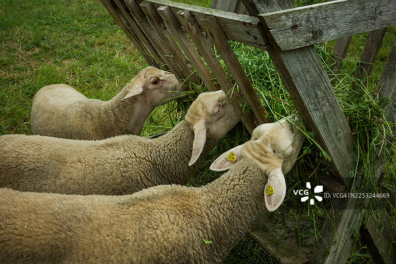 东弗里西亚奶羊在牧场上吃草。图片素材