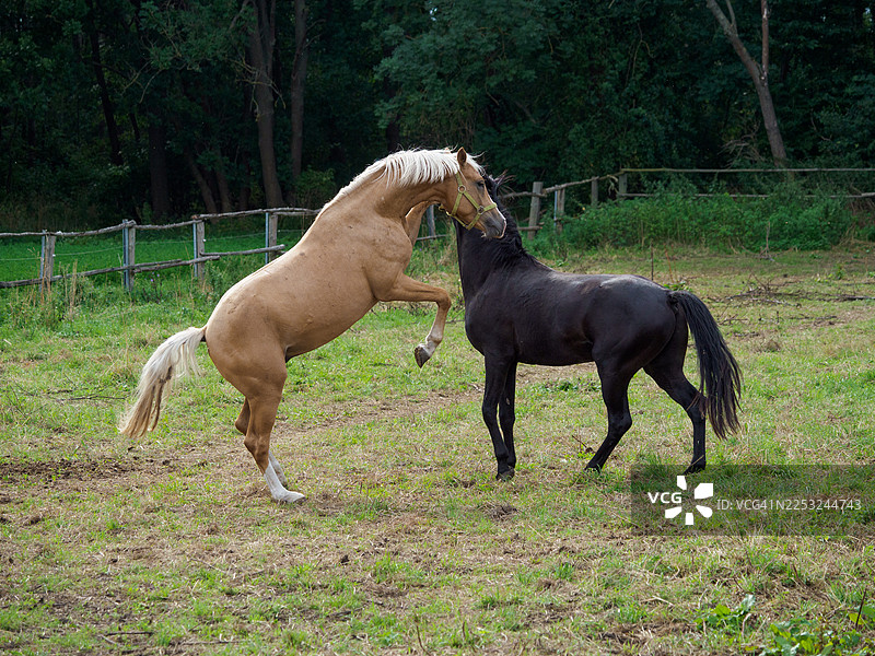 两匹德国骑乘矮马在牧场上玩耍图片素材