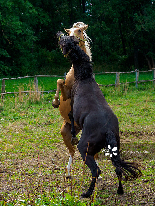 两匹德国骑乘矮马在牧场里玩耍图片素材