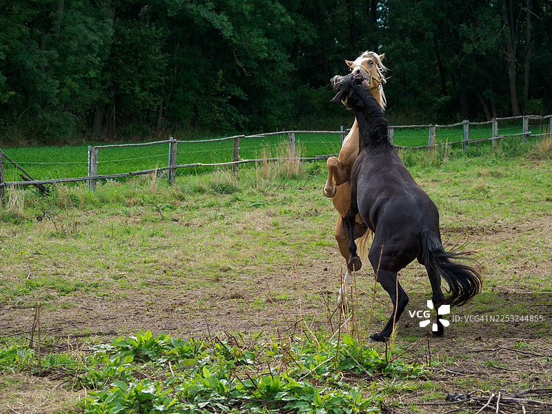 两匹德国骑乘矮马在牧场玩耍图片素材
