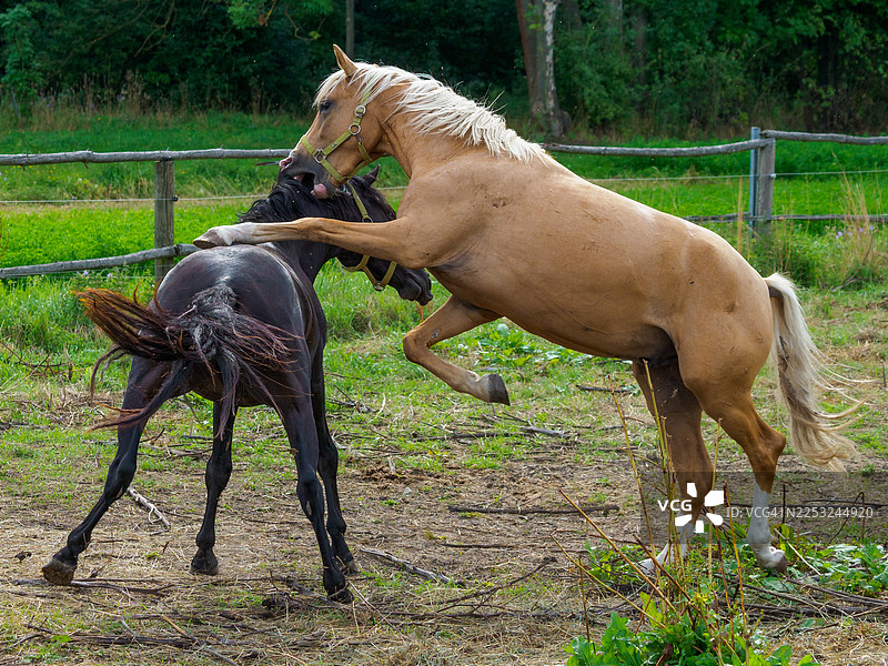 两匹德国骑乘小马在牧场玩耍图片素材