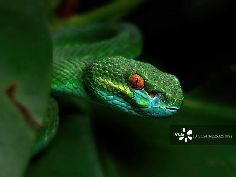 绿唇白唇蝮图片素材