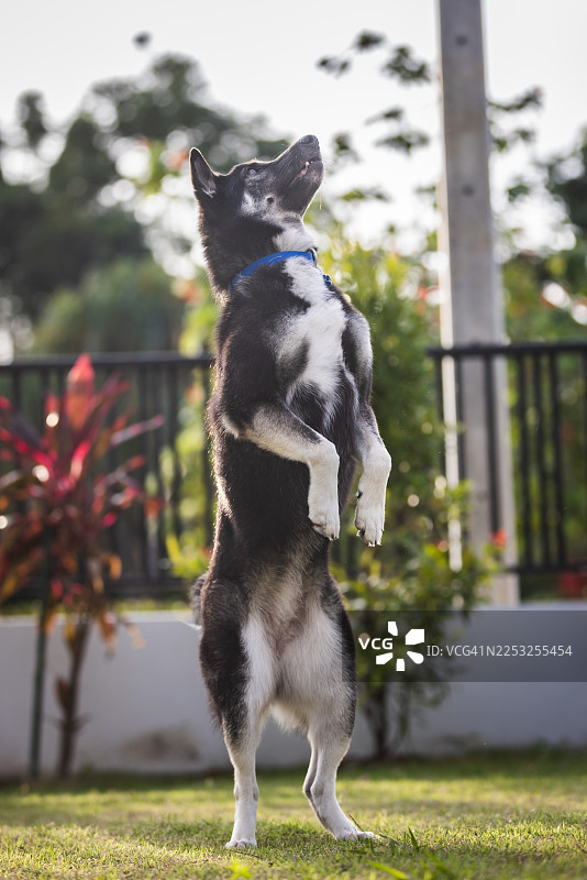 主人正在用狗饼干训练家养的狗。图片素材