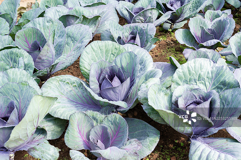 红甘蓝在菜园里生长。图片素材