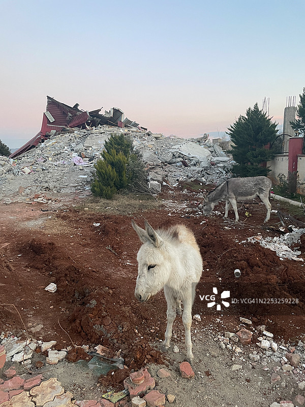 两头驴子站在土耳其东南部一处被毁坏的建筑前图片素材