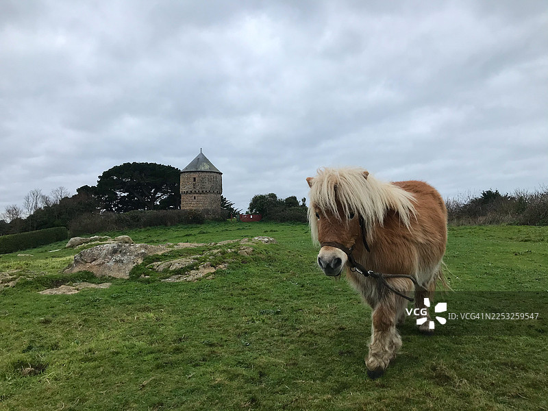 冬季，一匹迷你马在法国布列塔尼勃雷哈岛的田野里玩耍。图片素材