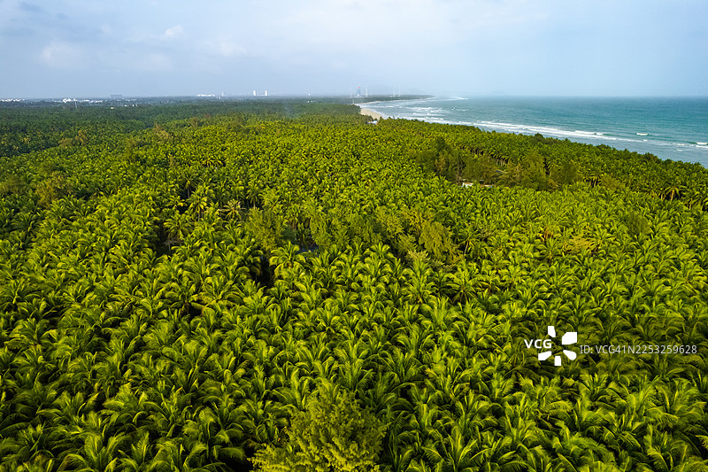 俯瞰海南文昌海岸线旁广阔的椰子林图片素材