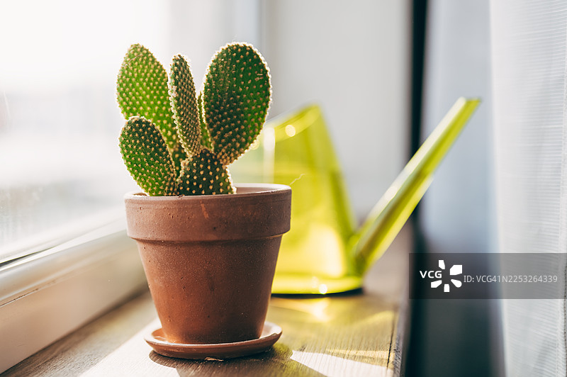 各种仙人掌和多肉植物的集合，盆栽各不相同。白色墙壁前，白色架子上摆放着盆栽的仙人掌室内植物。图片素材