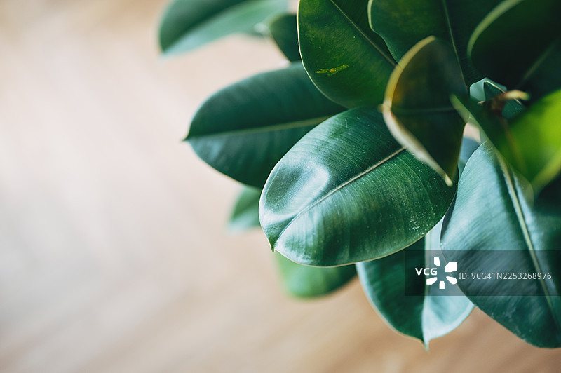 舒适的客厅，室内盆栽植物，背景模糊图片素材