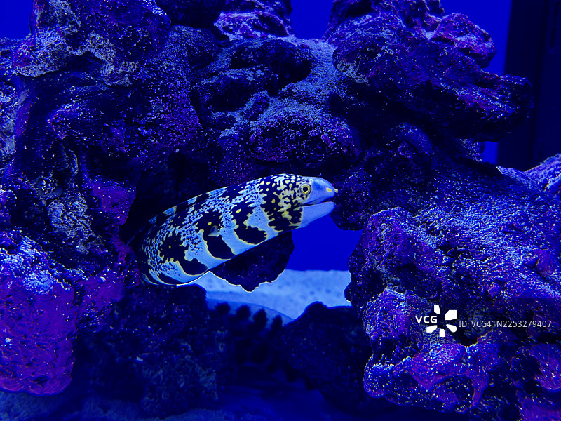 雪花龙胆石斑图片素材