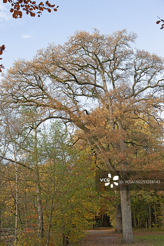秋叶，施蒂凯尔坎普森林，莱尔区，东弗里斯兰，下萨克森，德国图片素材