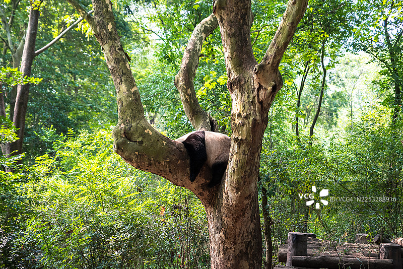 夏日清晨，一只熊猫在成都大熊猫繁育研究基地爬树。图片素材