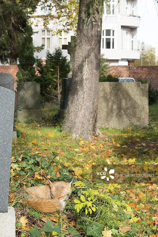 一只红狐狸（Vulpes vulpes）安详地蜷缩在阳光下，周围有草地和秋叶，它正在睡觉，闭着眼睛，这是一只动物，林地动物，墓碑、墙壁、房屋、建筑、树木，它伪装得很好，颜色与周围环境融为一体。图片素材