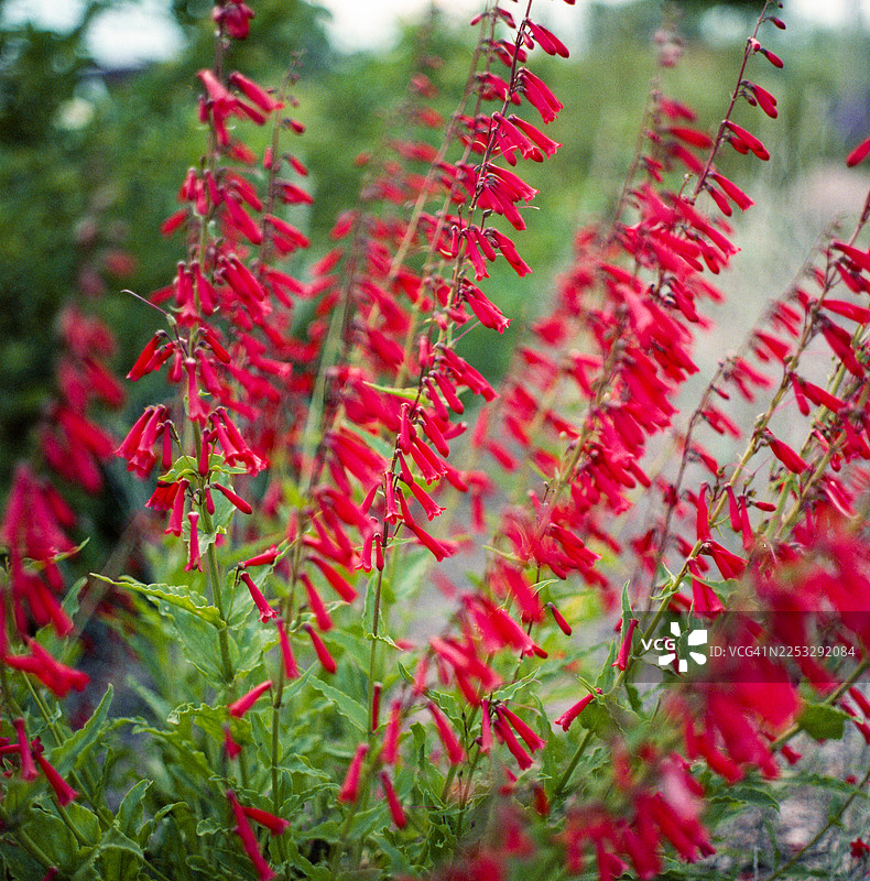 盛开的鞭炮马齿苋（Penstemon eatonii）花朵图片素材